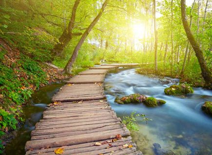 Brücke über Fluss im Wald